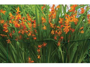 Gardman Medium Plant Link Support - Pack of 6