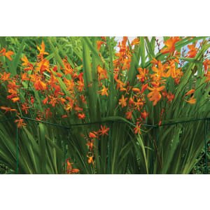 Gardman Medium Plant Link Support – Pack of 6