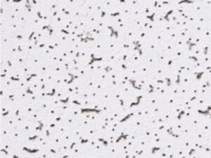 Zentia Cortega Ceiling Tile 600 x 600 x 15mm 9102m3B